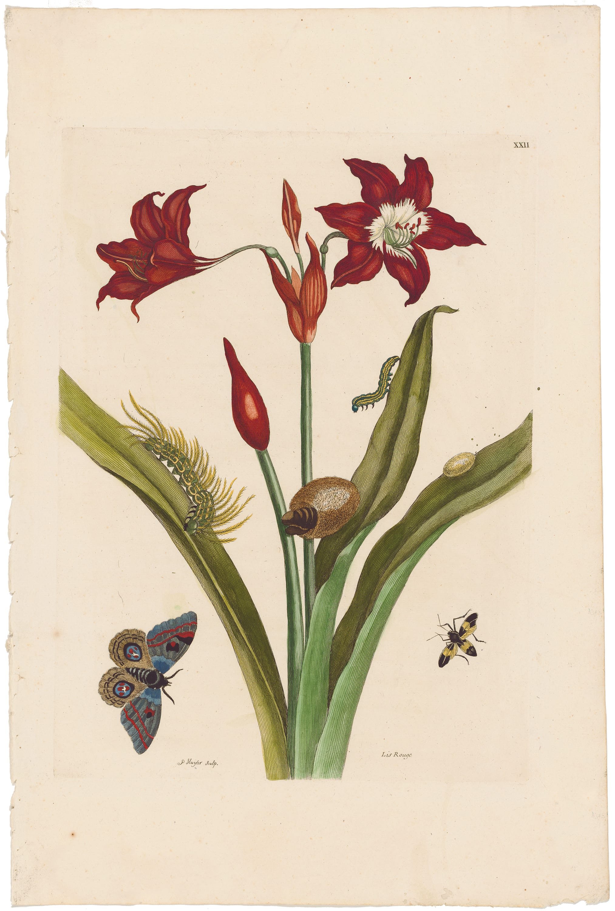 Maria Sibylla Merian | Entomology Pioneer & Scientific Illustrator
